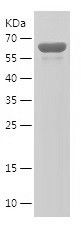    BIN1 / Recombinant Human BIN1