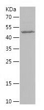    BMPR1A / Recombinant Human BMPR1A