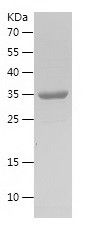    ATP1B2 / Recombinant Human ATP1B2