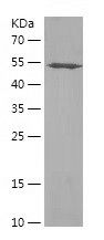    PMPCB / Recombinant Human PMPCB