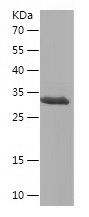    COX7A2L / Recombinant Human COX7A2L