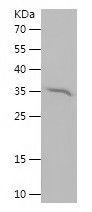    HOOK3 / Recombinant Human HOOK3