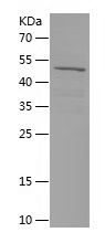    HBP1 / Recombinant Human HBP1