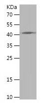    HNRNPU / Recombinant Human HNRNPU