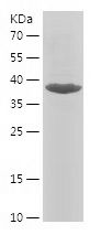    GRIA4 / Recombinant Human GRIA4