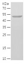    MEPCE / Recombinant Human MEPCE