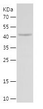    EIF3I / Recombinant Human EIF3I