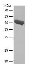    DVL3 / Recombinant Human DVL3