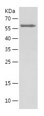    ANXA1 / Recombinant Human ANXA1