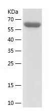    ATG3 / Recombinant Human ATG3