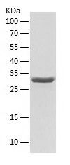    KIFC3 / Recombinant Human KIFC3