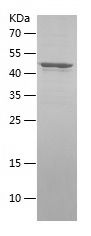    GLRX3 / Recombinant Human GLRX3