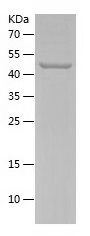    RDH10 / Recombinant Human RDH10