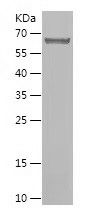    RETREG1 / Recombinant Human RETREG1