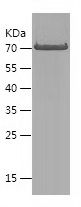    AMPH / Recombinant Human AMPH