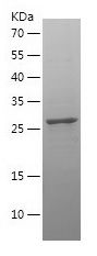    CCND3 / Recombinant Human CCND3