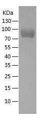    AFM / Recombinant Human AFM