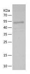    TGFB1+LAP / Recombinant Human TGFB1+LAP