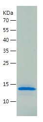 Recombinant Mouse saa1