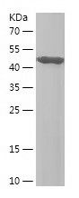    RCVRN / Recombinant Human RCVRN