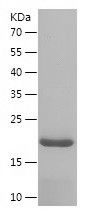 Recombinant Mouse Lipocalin-2