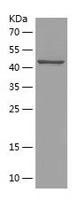    RAN / Recombinant Human RAN