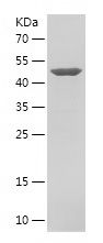    RAB11B / Recombinant Human RAB11B