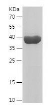    PTGES2 (prostaglandin E synthase 2) / Recombinant Human PTGES2