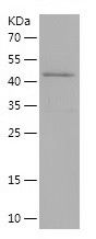    SAR1A / Recombinant Human SAR1A