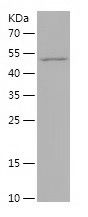    OGDHL / Recombinant Human OGDHL