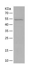    Vitronectin / Recombinant Human Vitronectin