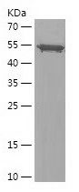    PARD3 / Recombinant Human PARD3