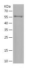    TELO2 / Recombinant Human TELO2