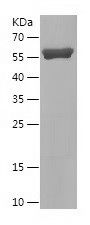    PRPS1 / Recombinant Human PRPS1