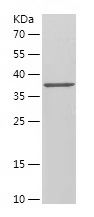    TCF12 / Recombinant Human TCF12