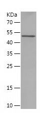    XRCC4 / Recombinant Human XRCC4