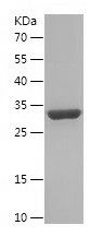 Recombinant Mouse  Galectin 3