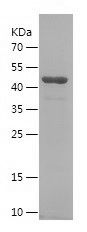    XRCC1 / Recombinant Human XRCC1