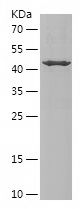    SCARB1 / Recombinant Human SCARB1