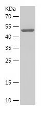    SREBF2 / Recombinant Human SREBF2