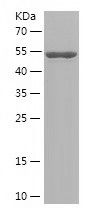    NOSTRIN / Recombinant Human NOSTRIN