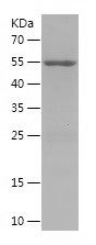    BCL2L13 / Recombinant Human BCL2L13