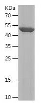    STX16 / Recombinant Human STX16