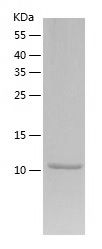 Recombinant Rat proBNP