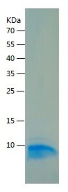 Recombinant Rat NT-proBNP