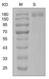 Recombinant Spike Glycoprotein [2019-Novel Coronavirus]