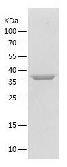 Peroxidase