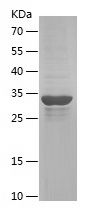 Recombinant Mouse SAA3