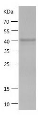 Recombinant Rat Erfe