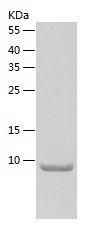    SYCE3 / Recombinant Human SYCE3